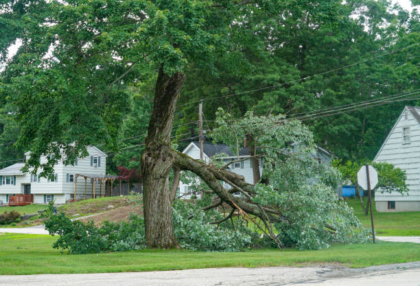 Best Tree Removal Near Me  in Belmont, NC